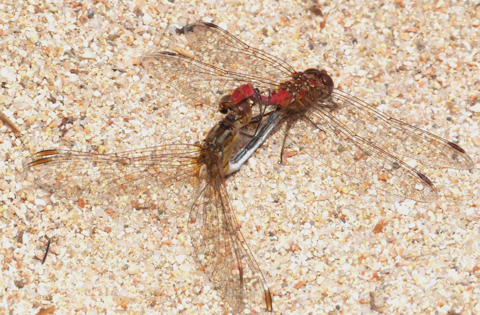 Accoppiamento Sympetrum meridionale